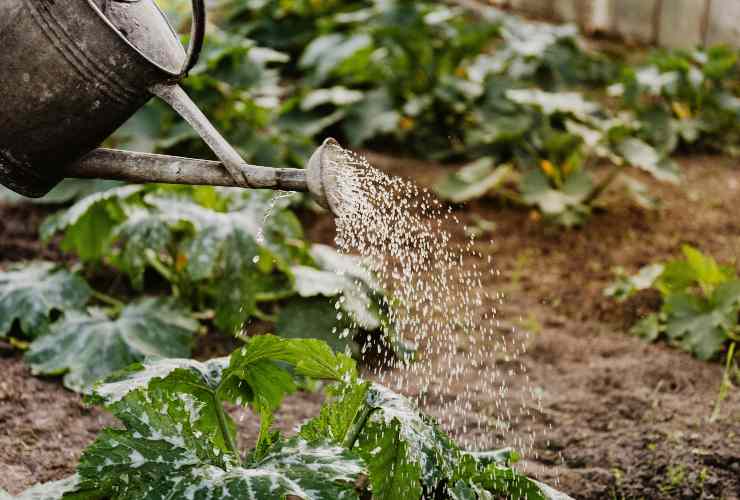 Orto e annaffiatoio che versa l'acqua