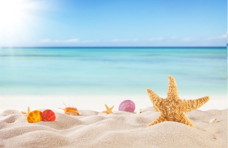 una spiaggia con le stelle marine